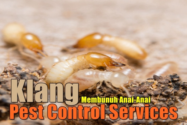 Klang Pest Control Services