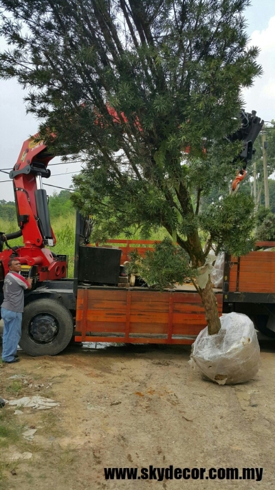 Perkhidmatan Tanam Pokok Rumah Di Mount Austin