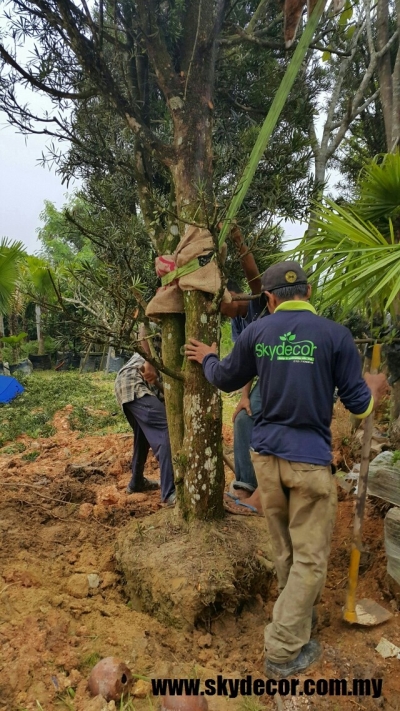 Perkhidmatan Tanam Pokok Rumah Di Mount Austin