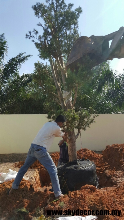 Perkhidmatan Tanam Pokok Rumah Di Mount Austin