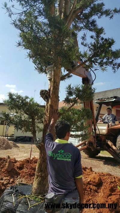 Perkhidmatan Tanam Pokok Rumah Di Johor Bahru