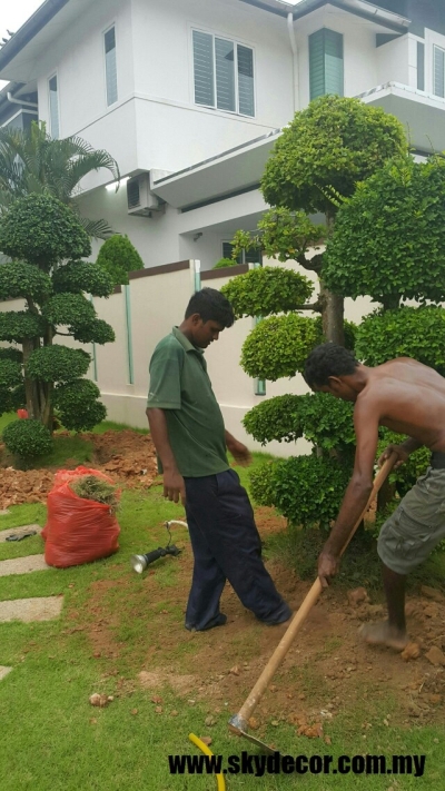 Perkhidmatan Tanam Pokok Rumah Di Mount Austin