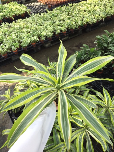 Dracaena Fragrans Lemon Lime