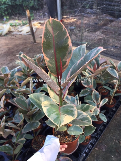 Ficus Elastica Red Ruby