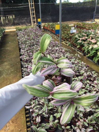 Tradescantia Nanouk