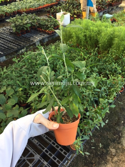 Vernonia Elliptica