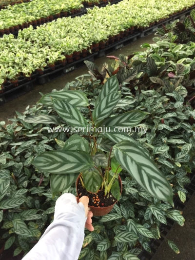 Calathea Ctenanthe Setosa