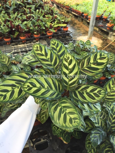 Calathea Makoyana