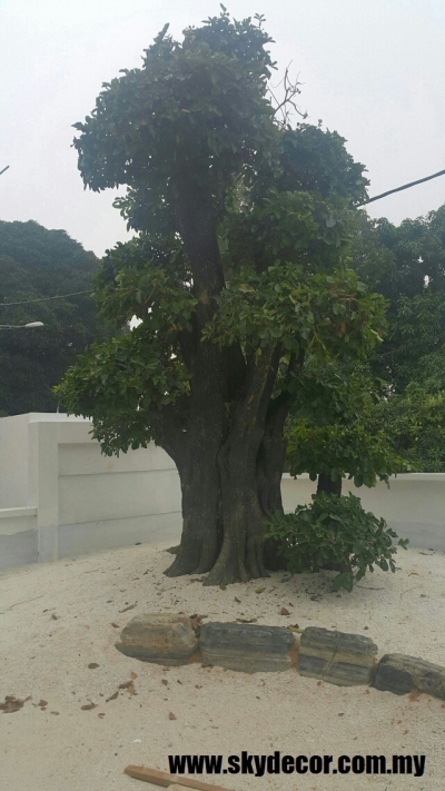 Perkhidmatan Tanam Pokok Rumah Di Johor Bahru