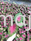 Caladium Pink Serene Potted Plants / Indoor Plants
