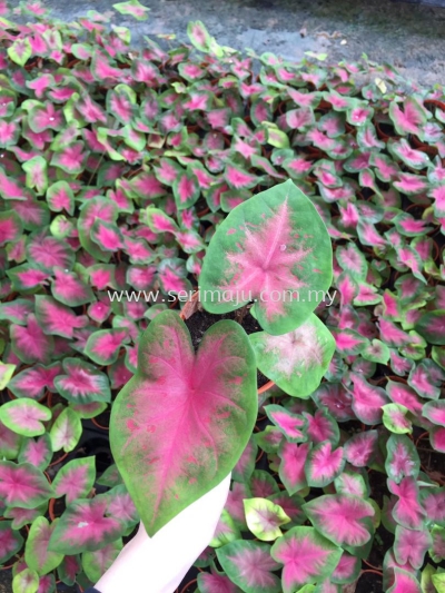 Caladium Pink Serene