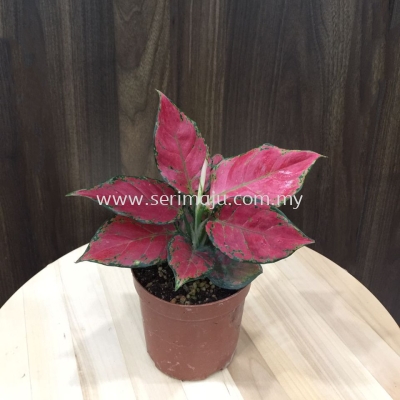 Aglaonema Beautiful Lady