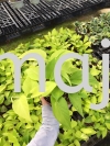 Epipremnum Aureum Neon Potted Plants / Indoor Plants