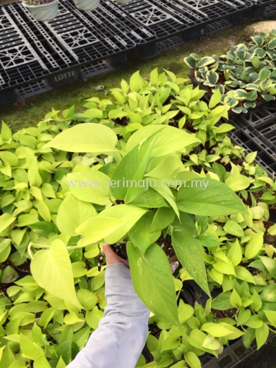 Epipremnum Aureum Neon