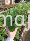 Caladium Tricolor Potted Plants / Indoor Plants