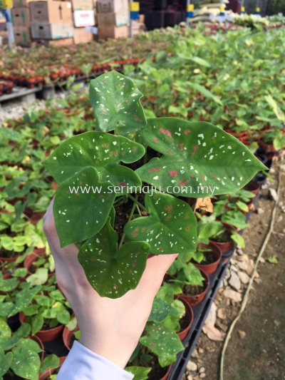 Caladium Tricolor