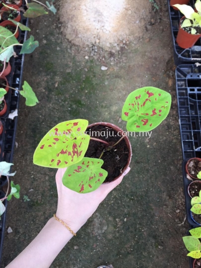 Caladium Yellow Monster