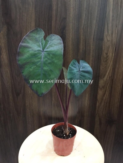 Colocasia Esculenta 'Black Magic'