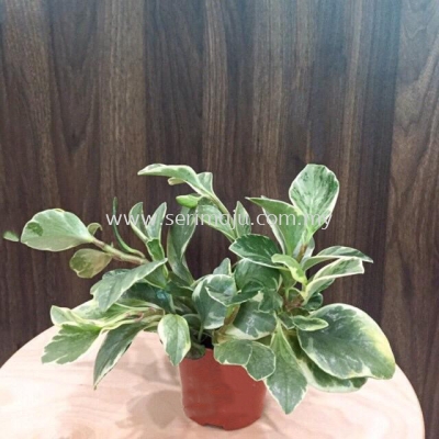 Peperomia Obtusifolia Var