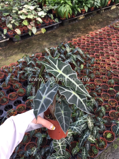 Alocasia Amazonica Polly