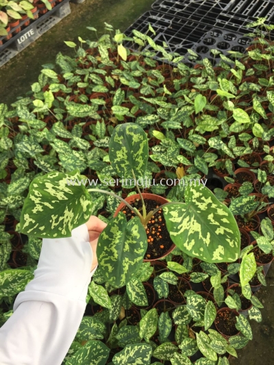 Caladium Hilo Beauty