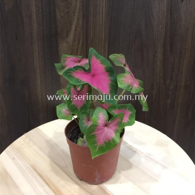 Caladium Pink Burst