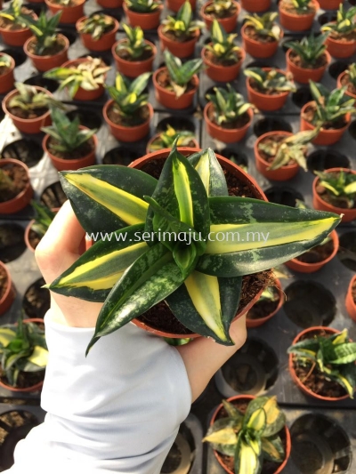 Sansevieria Twister