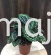 Calathea Medallion Potted Plants / Indoor Plants