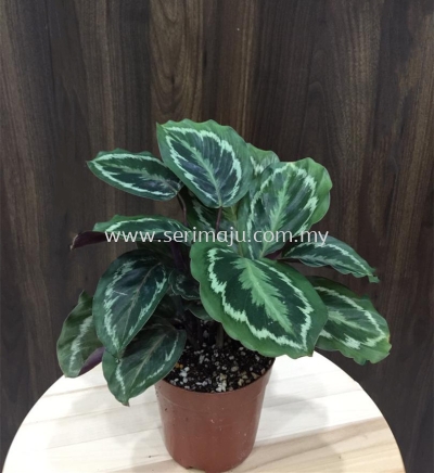 Calathea Medallion