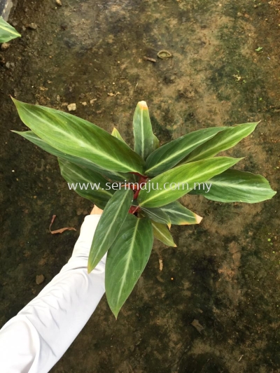 Calathea Stromanthe Sanguinea