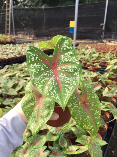 Caladium Red Stars