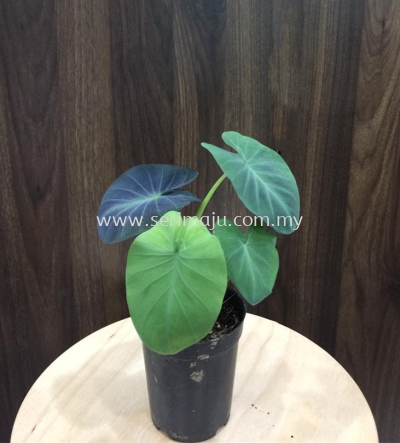 Colocasia Aloha