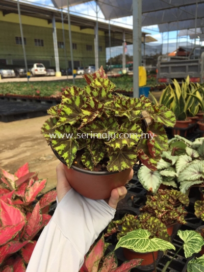 Begonia Rex Tiger Kitten