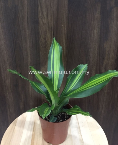 Dracaena Fragrans Golden Heart