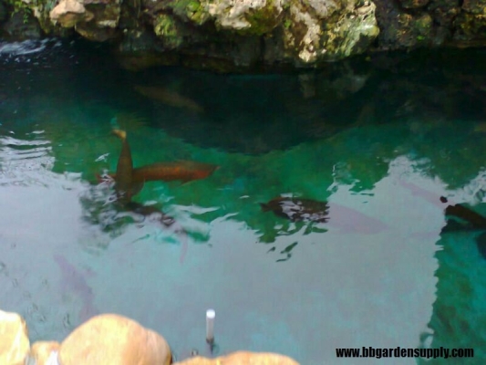 Rujukan Reka Bentuk Kolam Koi & Kolam Ikan Di Skudai Sutera