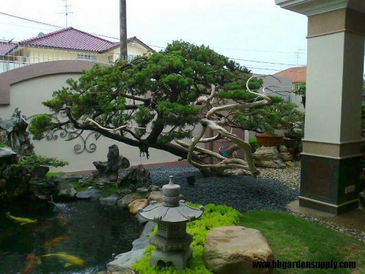 Koi Pond & Fish Pond Design Reference In Skudai Sutera