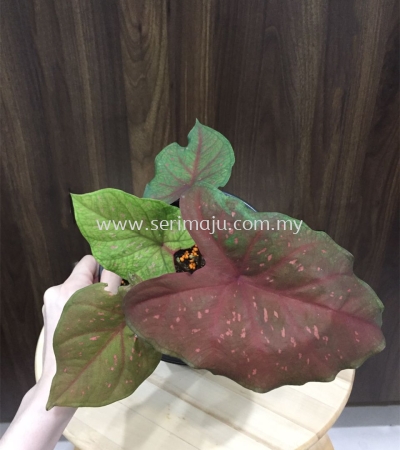 Caladium Burning Heart`