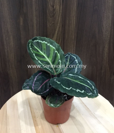 Calathea Roseopicta Eclipse