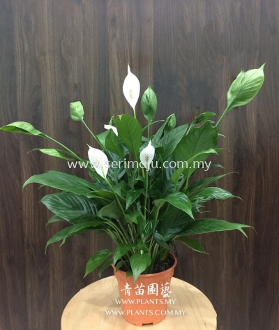 Spathiphyllum Mojo