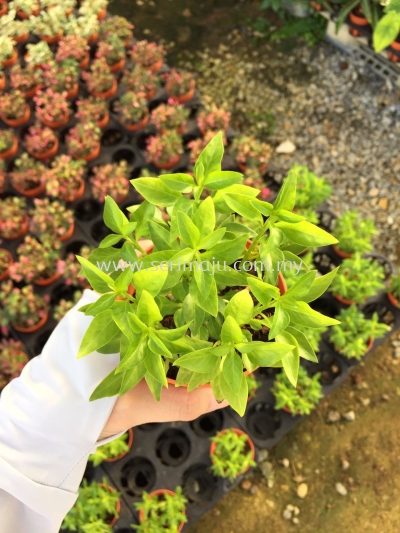 Alternanthera Green