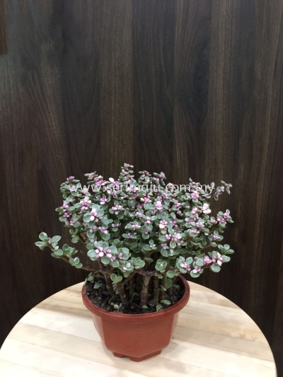 Portulacaria Afra Var Hanging