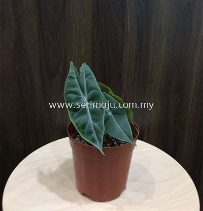 Alocasia Pink Dragon Rare