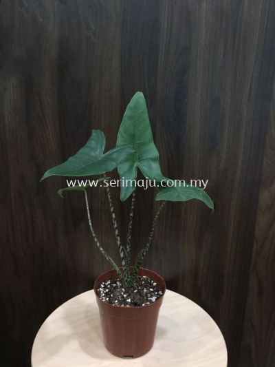 Alocasia Zebrina Rare