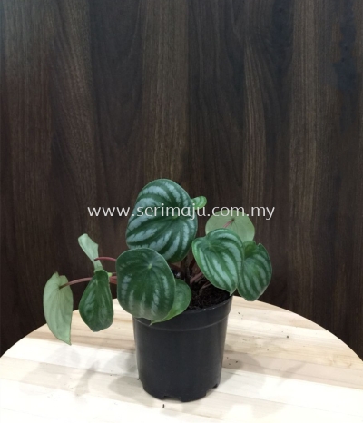 Peperomia Argyreia