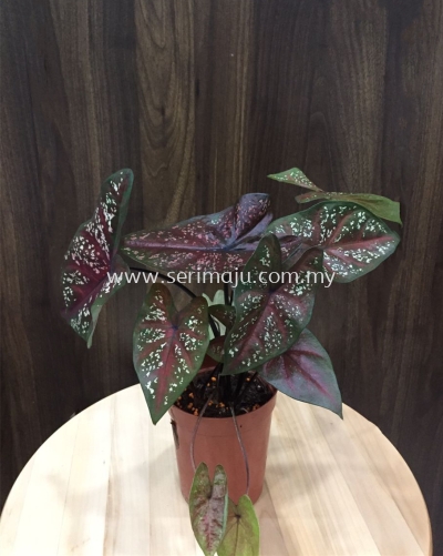 Caladium Lukmai