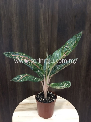 Aglaonema Donna Carmen