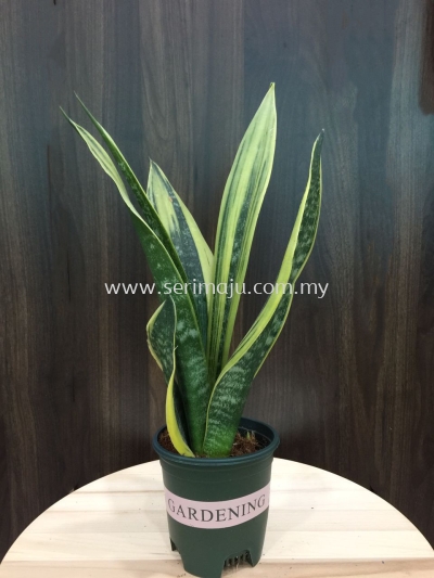 Sansevieria Laurentii Gold