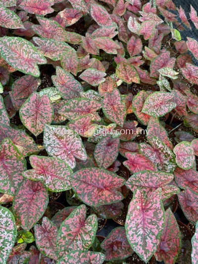 Caladium C16