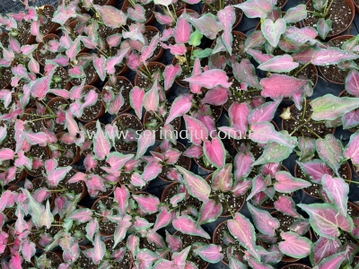 Caladium Kris Pink