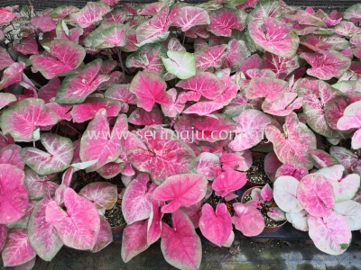 Caladium Euphoria C3